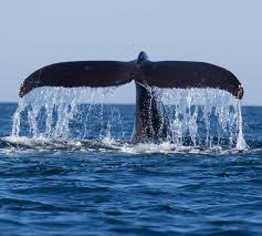 Whale Watching in Mirissa