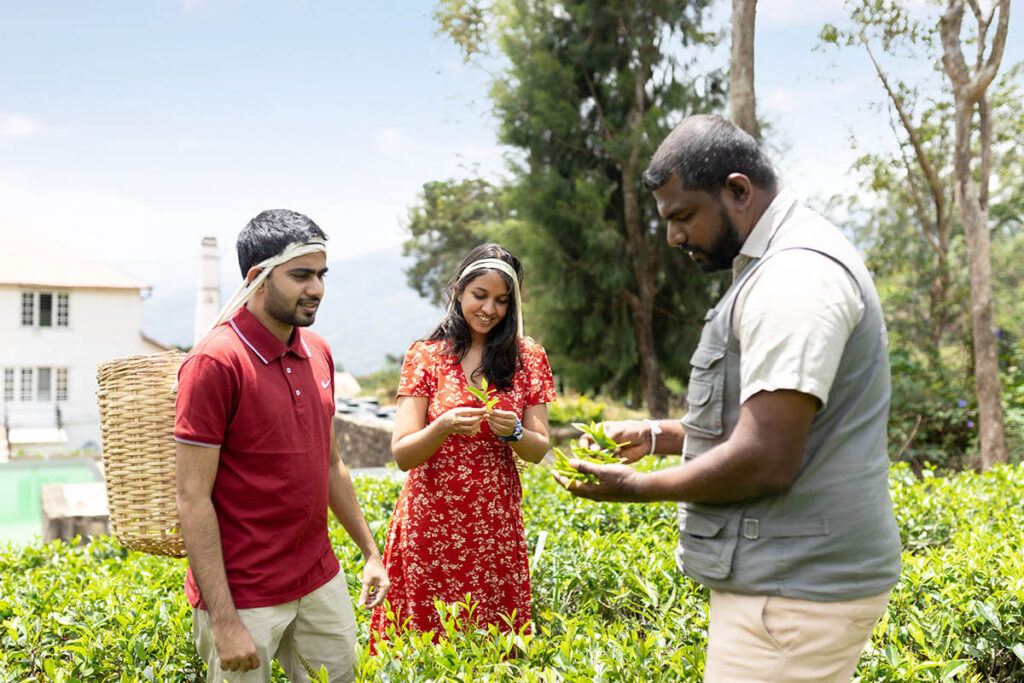 Things to do in Nuwara Eliya Venturing into Sri Lanka's Hill Country